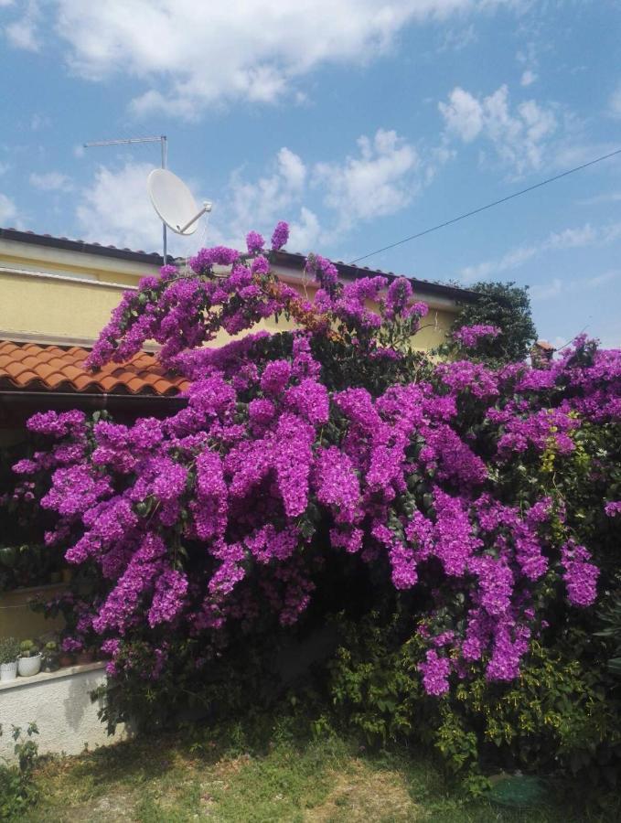 Apartment Samanta Šišan Exteriér fotografie